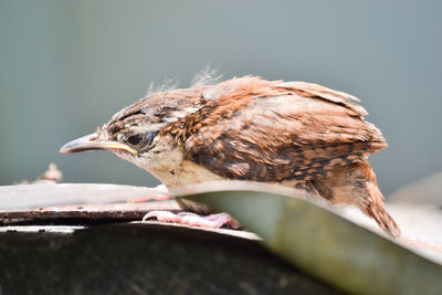Close-up of bird perching