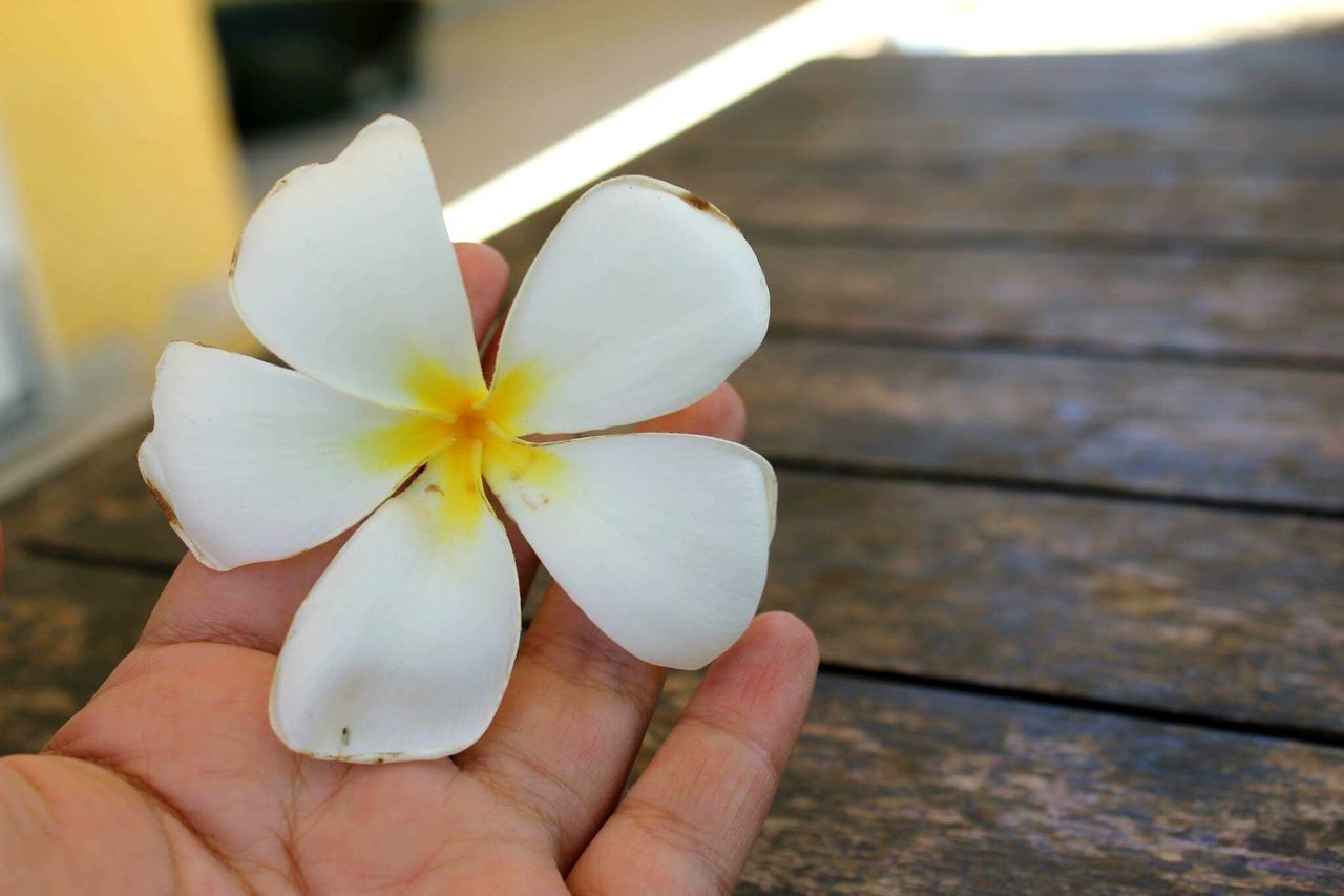 human hand, focus on foreground, human body part, one person, close-up, flower, fragility, holding, nature, real people, flower head, day, outdoors, beauty in nature, freshness