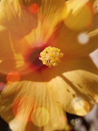 Macro shot of yellow flower