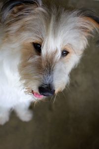 Close-up portrait of dog