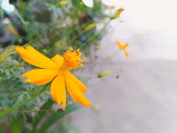 Close-up of yellow flowering plant