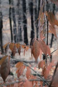 Close-up of birds on leaves during autumn