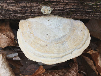 Close-up of mushroom growing on wood