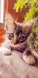 Close-up portrait of a cat at home