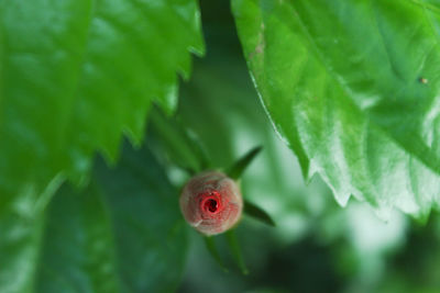 Close-up of strawberry growing on plant