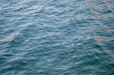 High angle view of fish swimming in sea