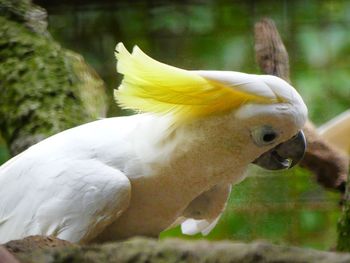 Close-up of parrot perching outdoors