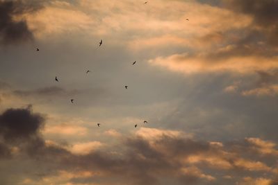 Low angle view of birds flying in sky