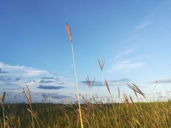 Scenic view of field against blue sky