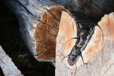 Close-up of tree trunk