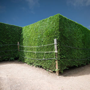 Grass growing on field
