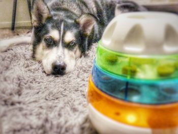 Close-up portrait of a dog