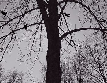 Low angle view of bare trees against sky