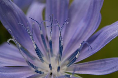 Close-up of purple crocus flower