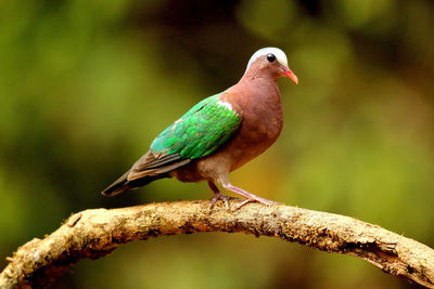 Close-up of bird perching on branch