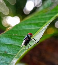 Close-up of fly on leaf