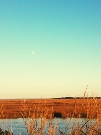 Scenic view of field against clear blue sky