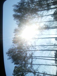 Low angle view of trees against sky