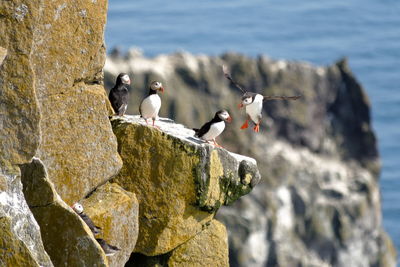 Puffinss perching on rock