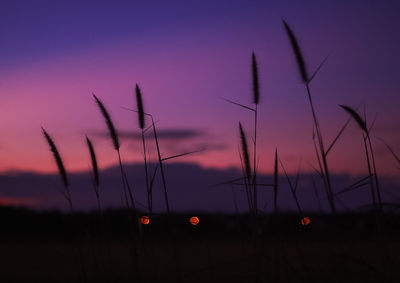 Scenic view of sunset