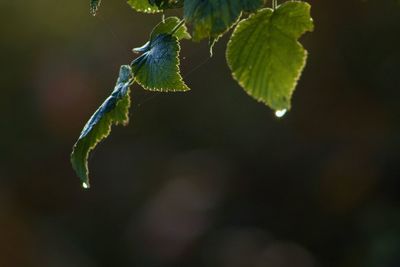 Close-up of insect on leaf