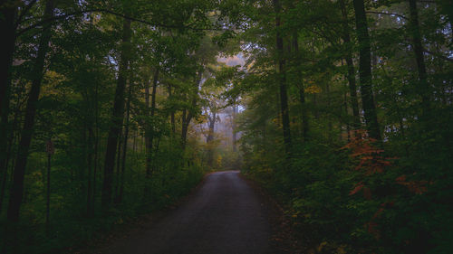 Dirt road amidst trees in forest