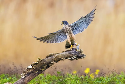 Bird with spread wings perching on bark