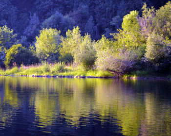 Reflection of trees in lake