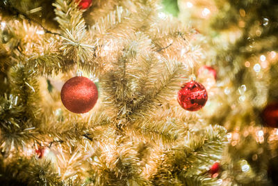 Close-up of christmas tree