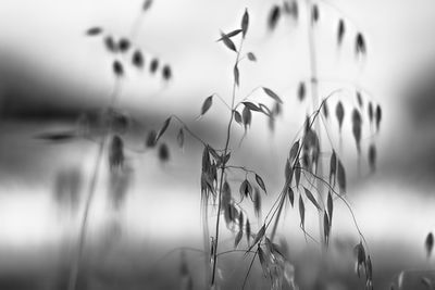 Close-up of plants against wall