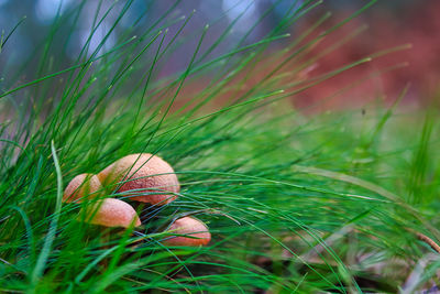 Close-up of grass growing on field whit mushroom in the between