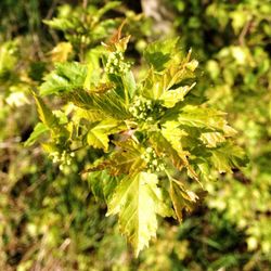 Close-up of plant