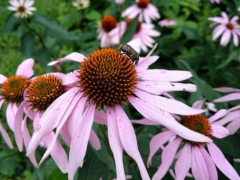 Close-up of fresh purple coneflower