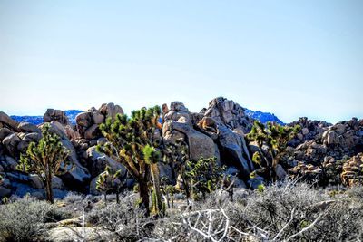 Trees by rocks against clear sky