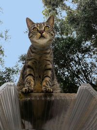 Low angle view of a cat looking away