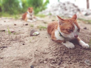 Cat lying on a field