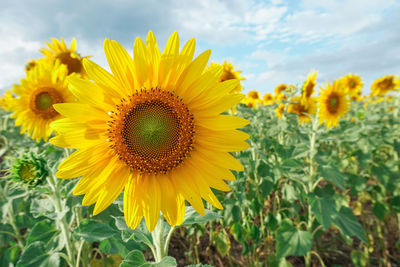 Close-up of sunflowers on field