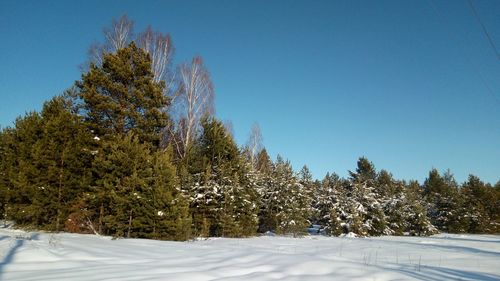 Trees on snow covered land against clear blue sky