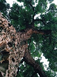 Low angle view of tree against sky