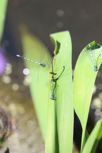 Close-up of spider on plant