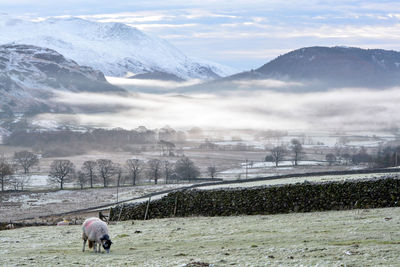 Sheep grazing on field against mountains during foggy weather