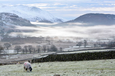 Horse grazing on snow field against sky