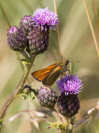 Close-up of butterfly pollinating on purple flower