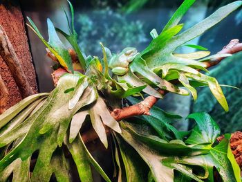 Close-up of green leaves on plant