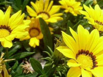 Close-up of yellow flowers blooming outdoors