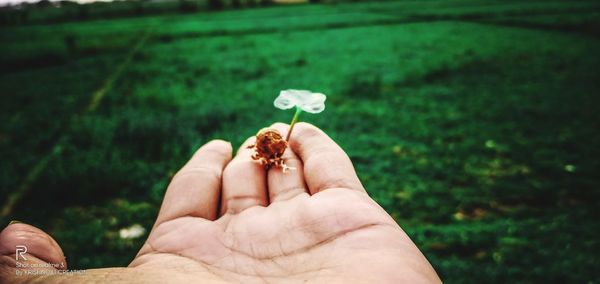 Midsection of person holding small flower on field