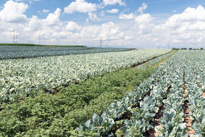 Scenic view of agricultural field against sky