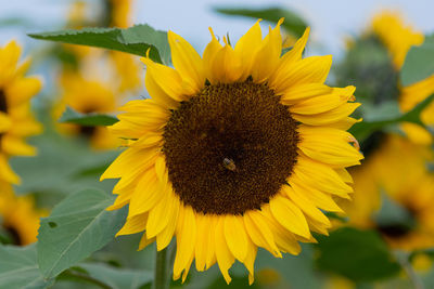 Close-up of honey bee on sunflower