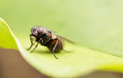 Close-up of insect