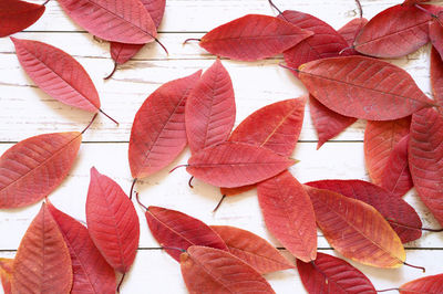 A pile of red autumn fallen leaves on a light wooden boards background